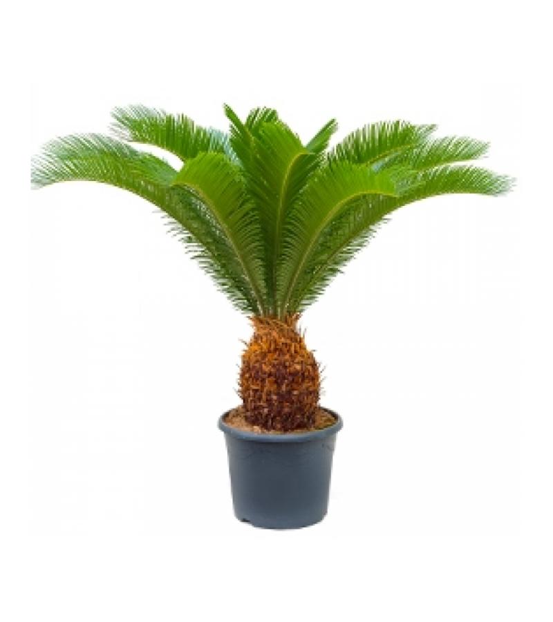Cycas Palm revoluta stam 20 kamerplant