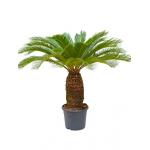 Cycas Palm revoluta stam XL kamerplant