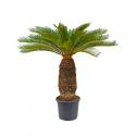 Cycas Palm revoluta stam XXL kamerplant