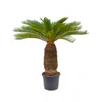 Cycas Palm revoluta stam XXL kamerplant