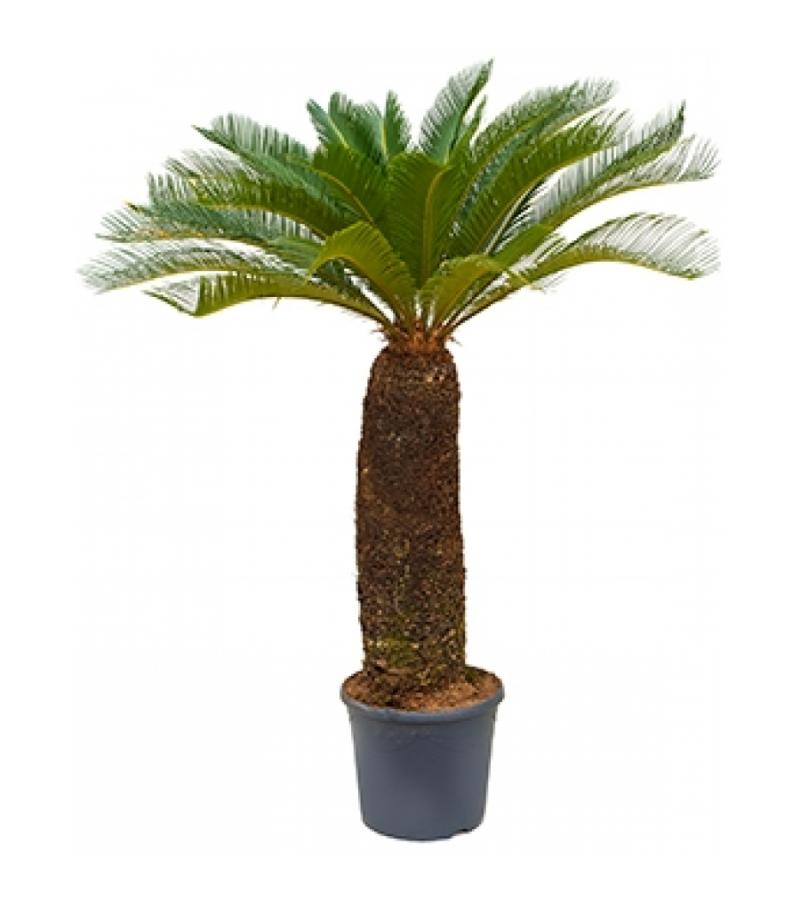 Cycas Palm revoluta XXXL kamerplant