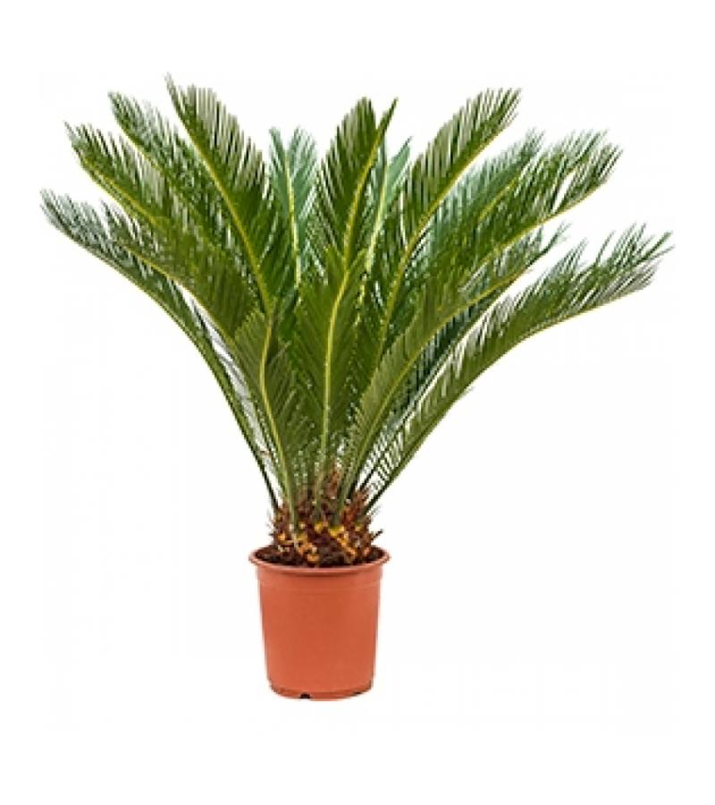 Cycas Palm revoluta stam S kamerplant