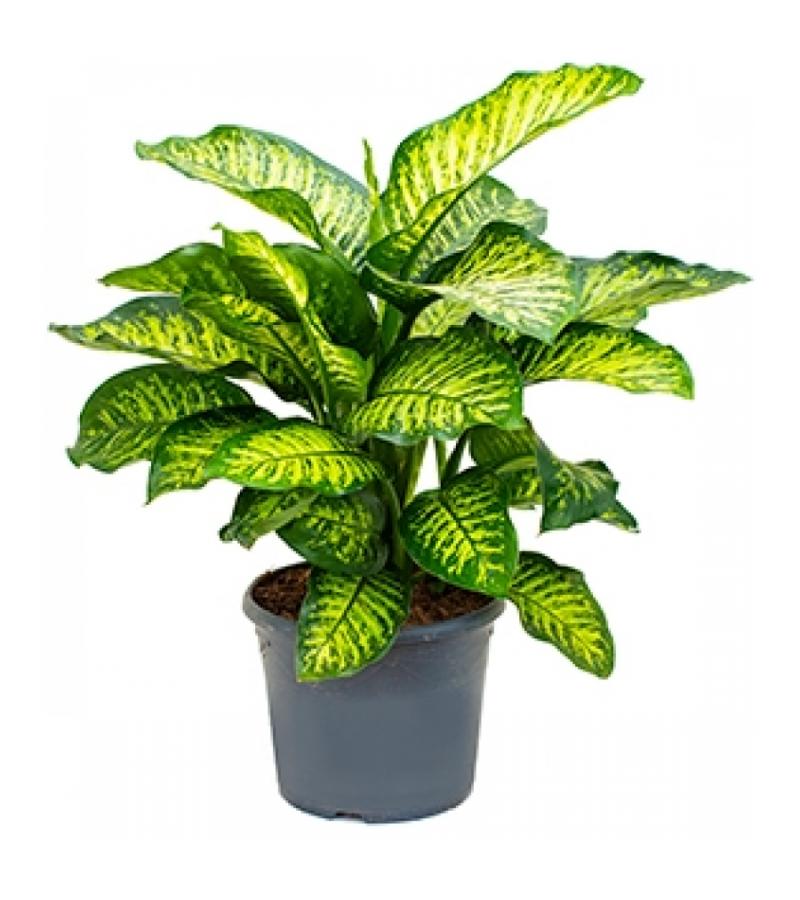 Dieffenbachia maroba M kamerplant