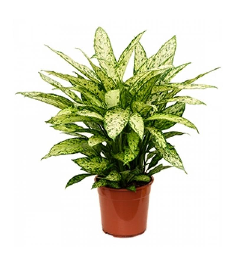 Dieffenbachia vesuvius L kamerplant