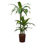 Dracaena arturo S hydrocultuur plant