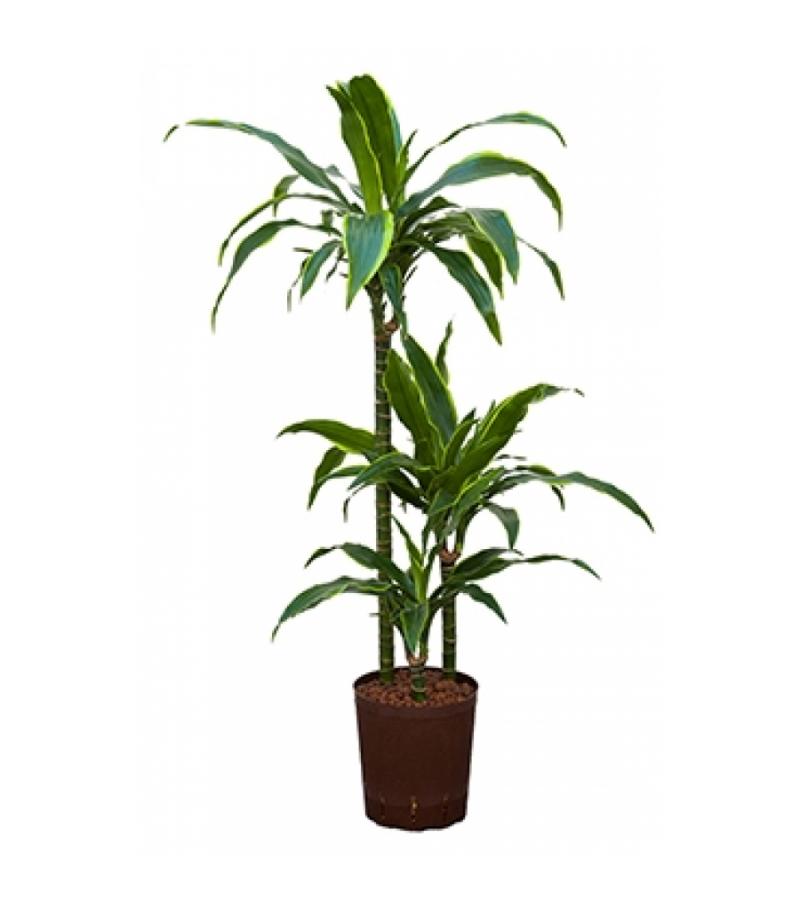 Dracaena arturo S hydrocultuur plant