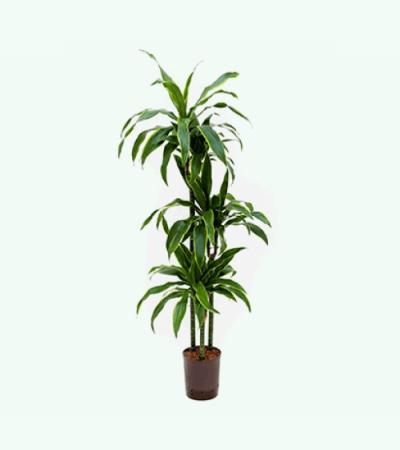 Dracaena arturo L hydrocultuur plant