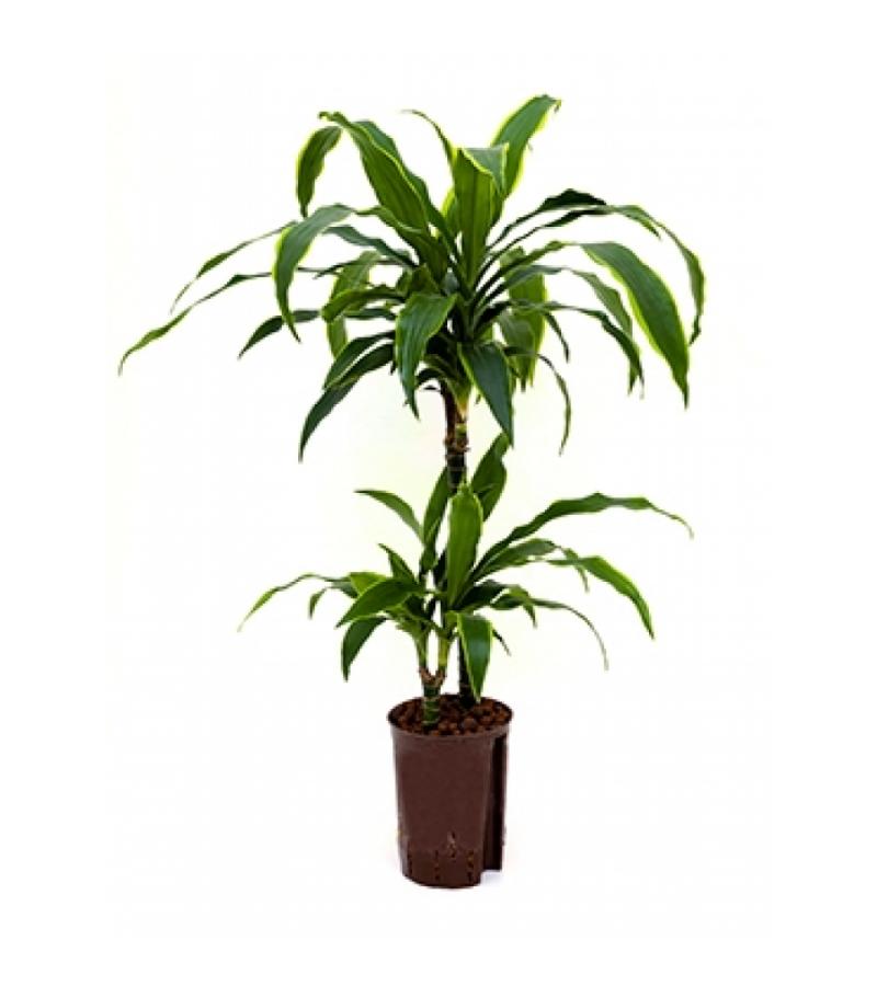 Dracaena arturo XS hydrocultuur plant