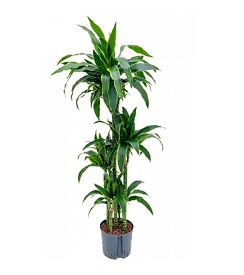 Dracaena arturo XL hydrocultuur plant