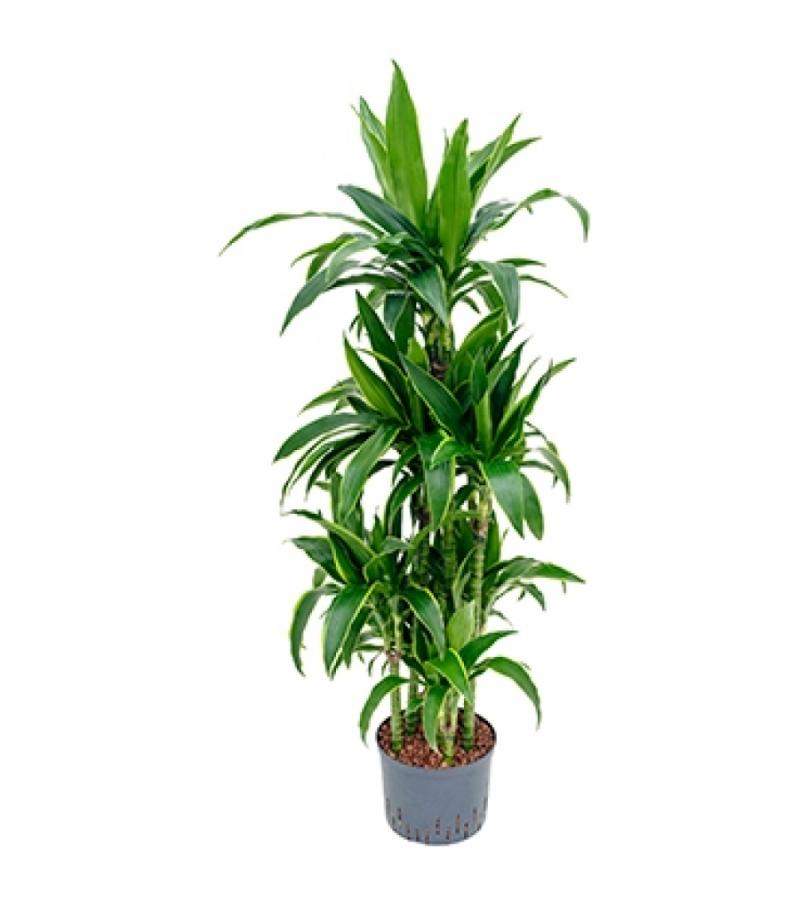 Dracaena arturo XXL hydrocultuur plant
