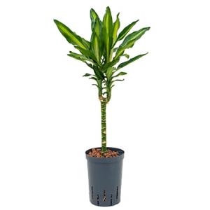 Dracaena cintho teresina S hydrocultuur plant