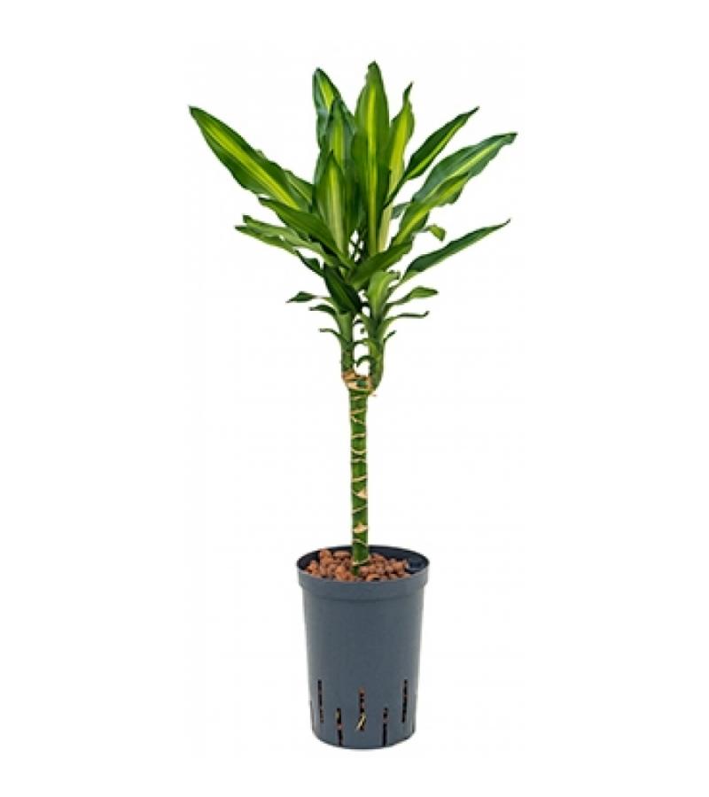 Dracaena cintho teresina S hydrocultuur plant