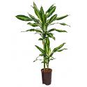 Dracaena cintho teresina M hydrocultuur plant