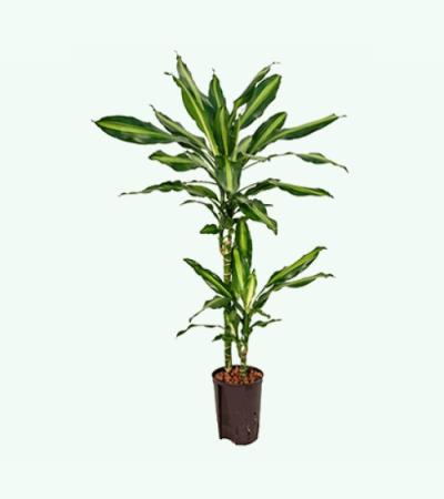 Dracaena cintho teresina M hydrocultuur plant