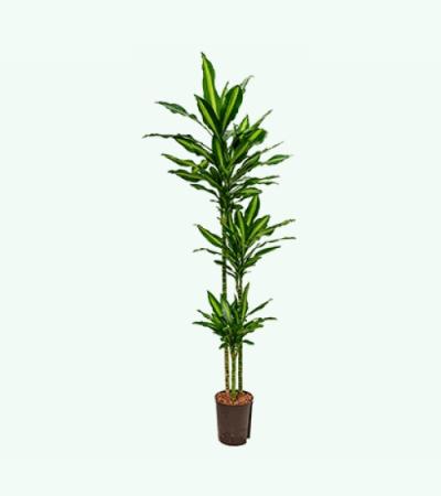 Dracaena cintho natal hydrocultuur plant