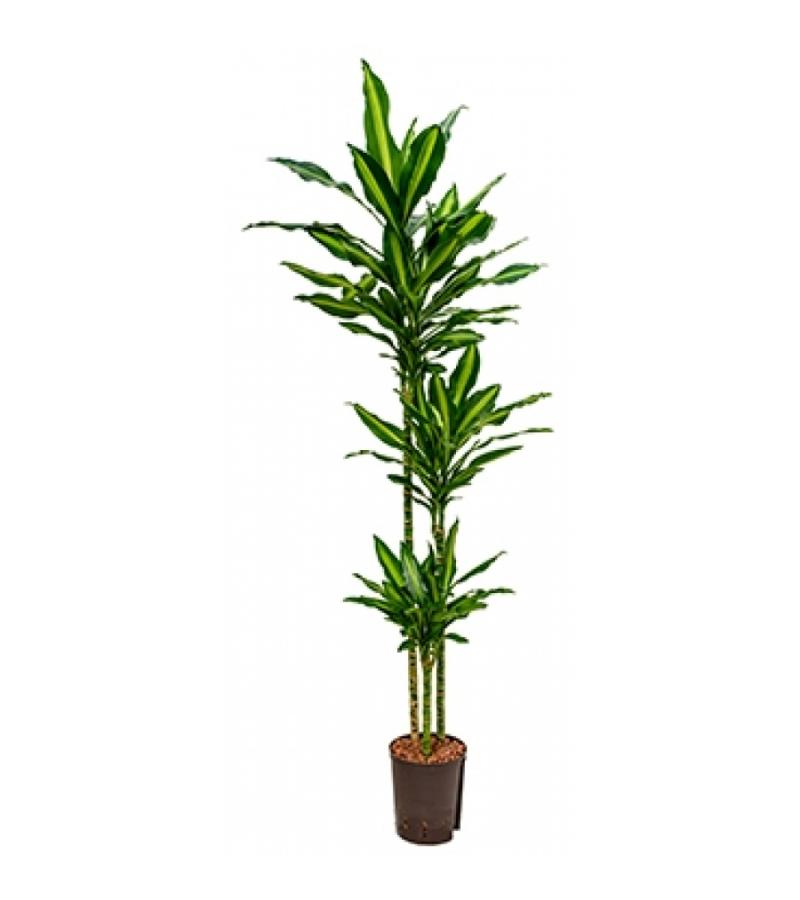 Dracaena cintho natal hydrocultuur plant