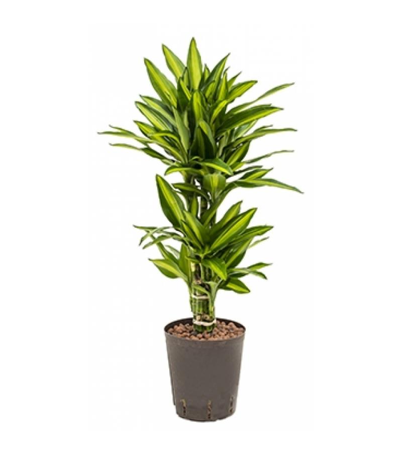 Dracaena cintho belem hydrocultuur plant