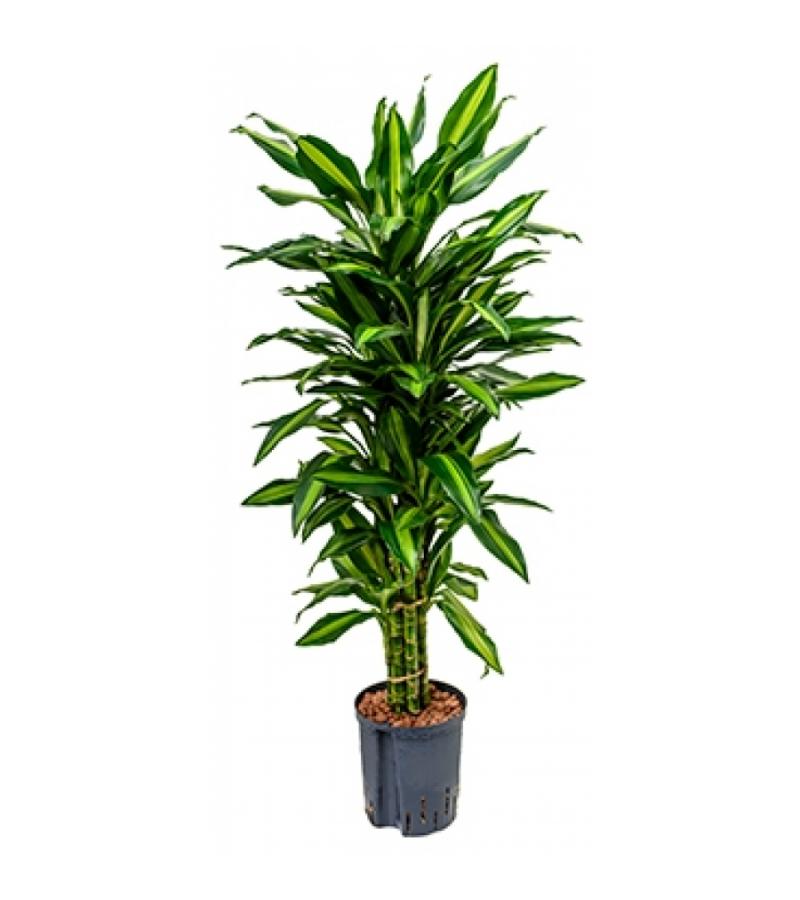 Dracaena cintho sao paulo hydrocultuur plant