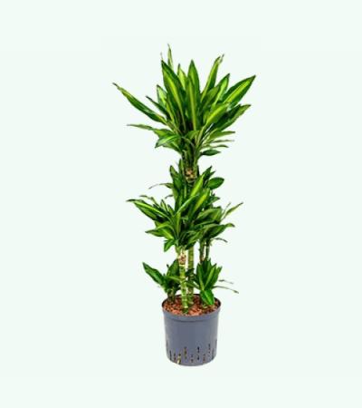 Dracaena cintho santos hydrocultuur plant