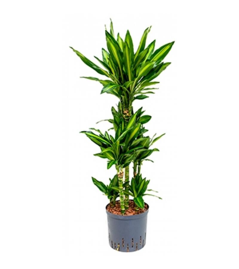 Dracaena cintho santos hydrocultuur plant