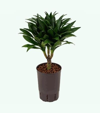 Dracaena compacta XS hydrocultuur plant