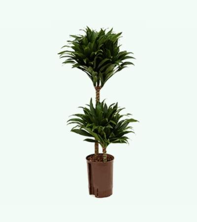 Dracaena compacta S hydrocultuur plant