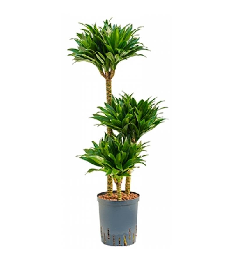 Dracaena compacta L hydrocultuur plant