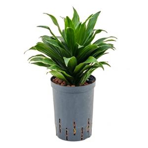 Dracaena compacta XXS hydrocultuur plant