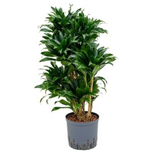 Dagaanbieding - Dracaena compacta XL hydrocultuur plant dagelijkse koopjes
