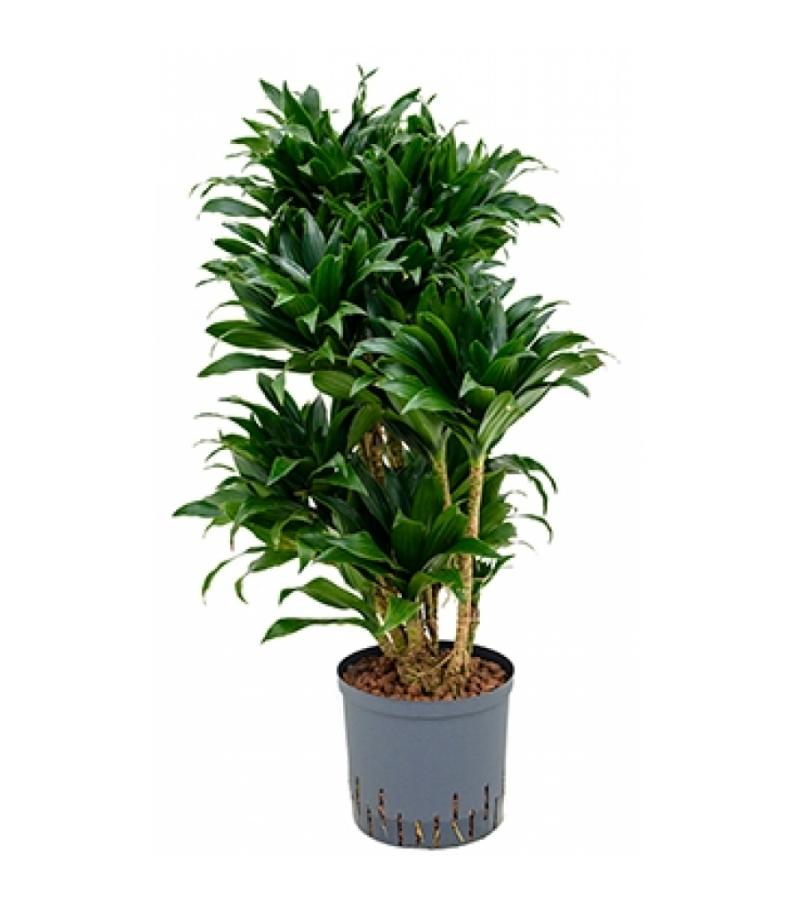 Dracaena compacta XL hydrocultuur plant