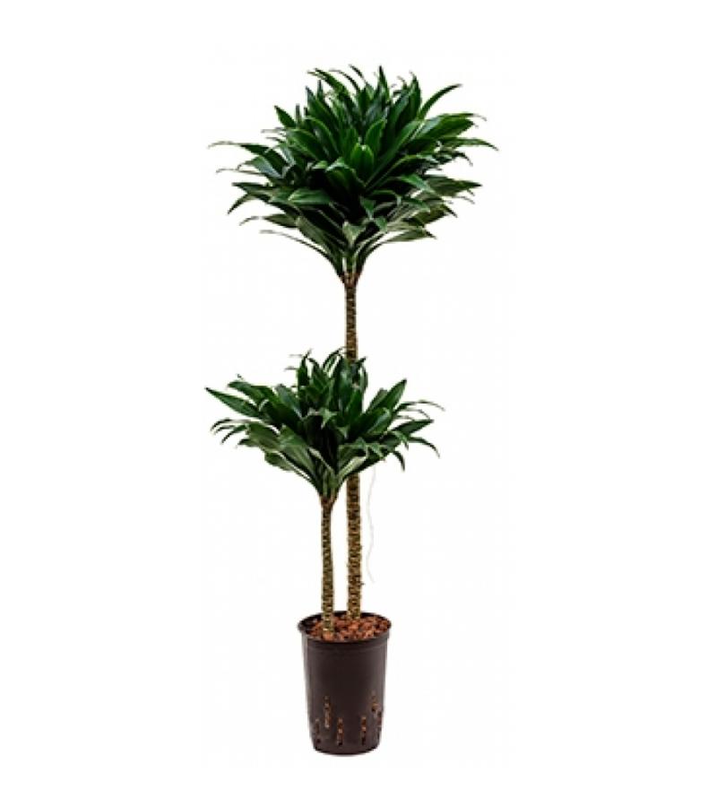 Dracaena compacta M hydrocultuur plant