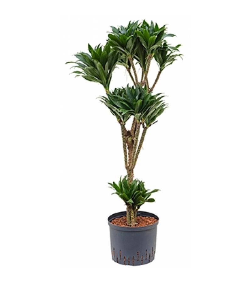 Dracaena compacta XXXL hydroculuur plant