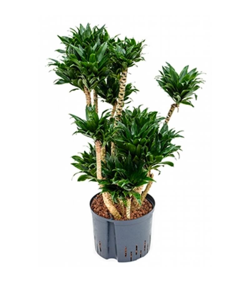 Dracaena compacta XXL hydrocultuur plant