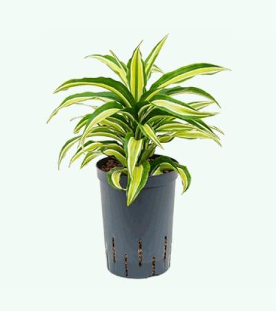 Dracaena compacta malaika hydrocultuur plant