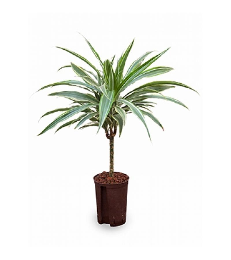 Dracaena deremensis cali hydrocultuur plant