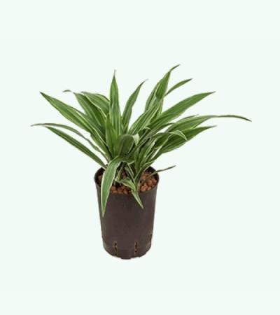 Dracaena deremensis popayan hydrocultuur plant