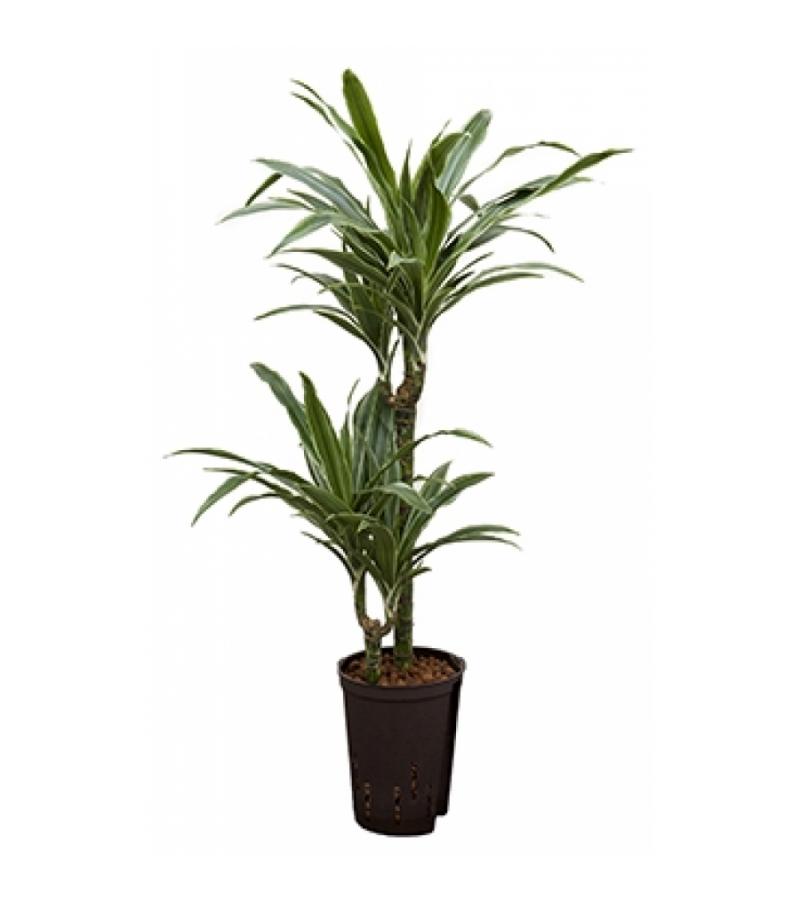 Dracaena deremensis tulua hydrocultuur plant