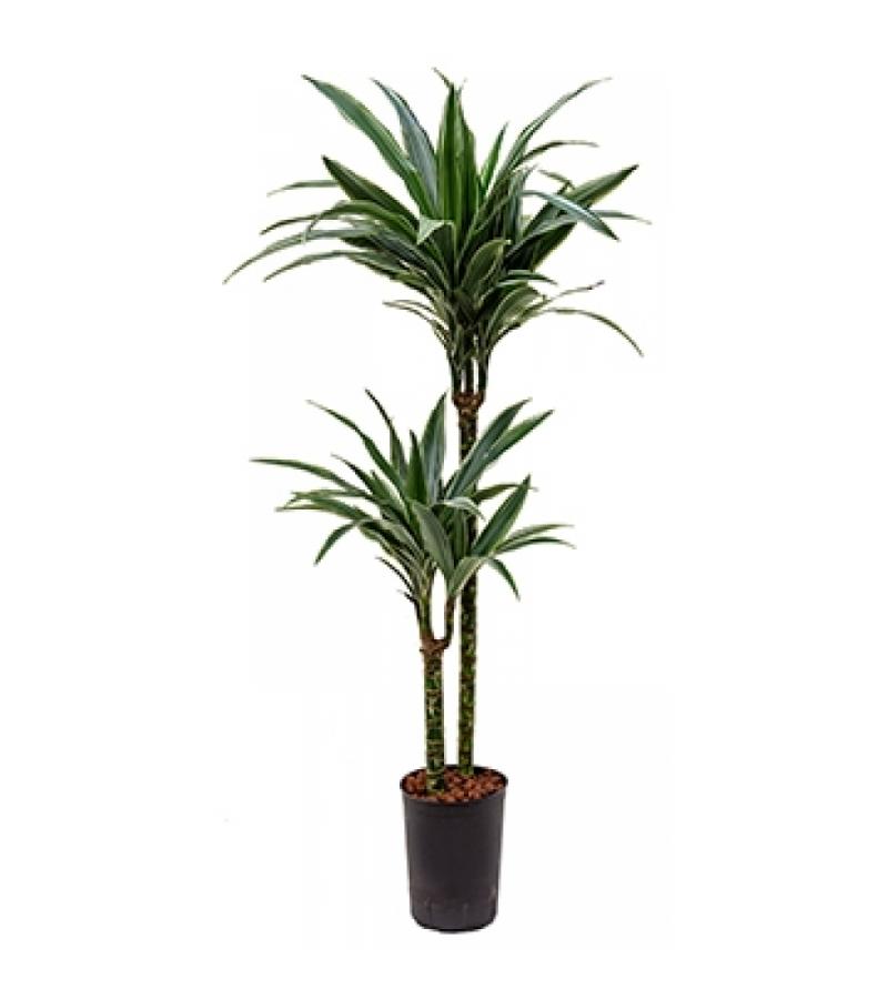 Dracaena deremensis santa marta hydrocultuur plant