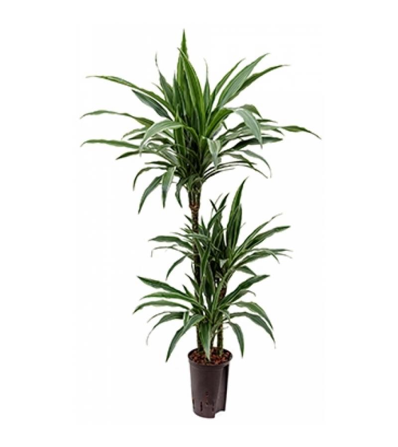 Dracaena deremensis barranquilla hydrocultuur plant