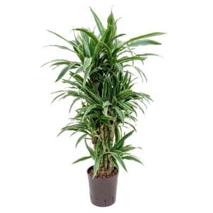 Dracaena deremensis malambo hydrocultuur plant