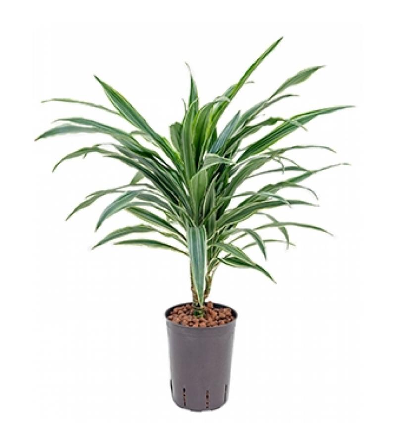 Dracaena deremensis neiva hydrocultuur plant