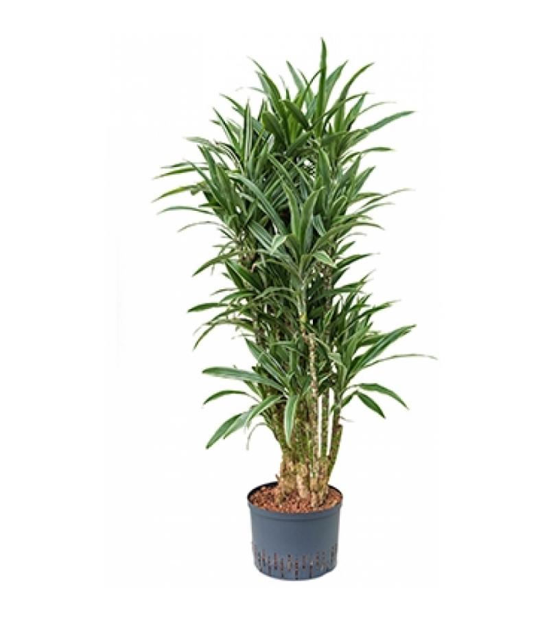 Dracaena deremensis manizales hydrocultuur plant