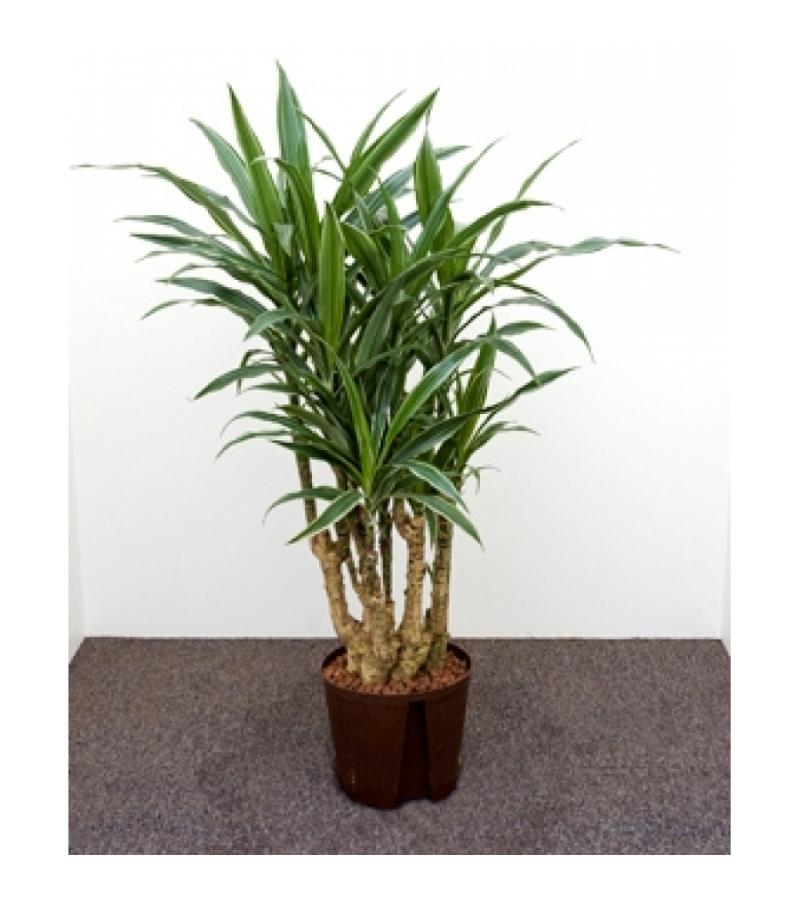 Dracaena deremensis cartagena hydrocultuur plant