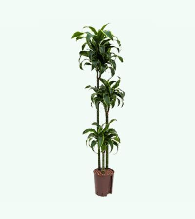 Dracaena dorado huara hydrocultuur plant