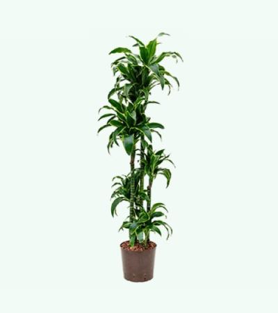 Dracaena dorado jaroma hydrocultuur plant