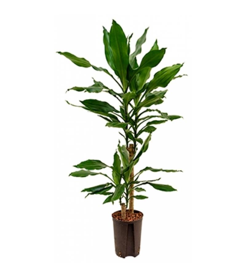 Dracaena fragrans comodoro hydrocultuur plant