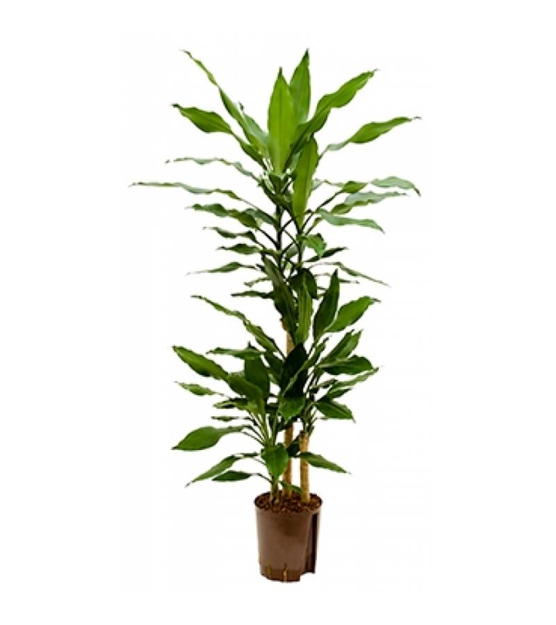 Dracaena fragrans trelew hydrocultuur plant