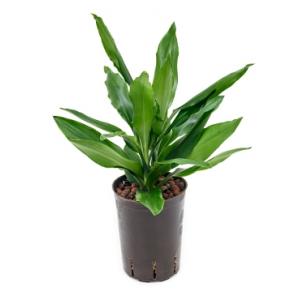 Dracaena fragrans salta hydrocultuur plant