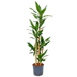Dracaena fragrans reta hydrocultuur plant
