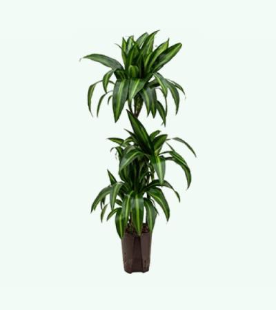 Dracaena hawaiian sunshine trio S hydrocultuur plant